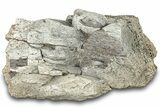 Dinosaur (Triceratops) Frill Shield Section - Montana #312253-1